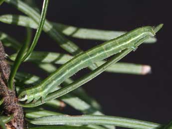  Chenille de Pungeleria capreolaria D. & S. - Raymond Villatte