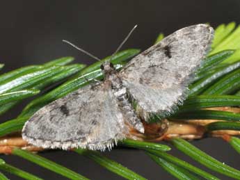 Eupithecia manniaria H.-S. adulte - Philippe Mothiron