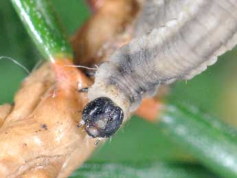  Chenille de Eupithecia manniaria H.-S. - Philippe Mothiron