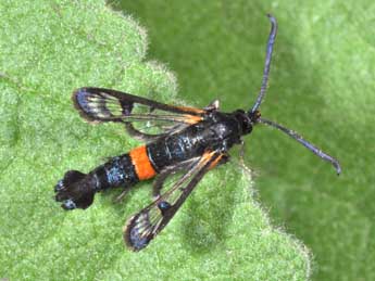 Synanthedon culiciformis L. adulte - Philippe Mothiron
