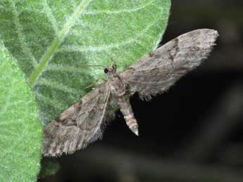 Eupithecia lanceata Hb. adulte - Philippe Mothiron