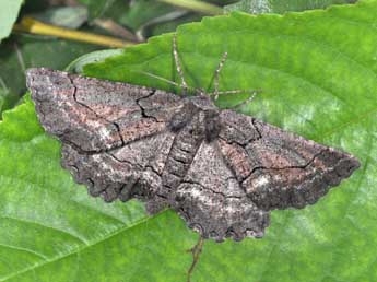 Nychiodes obscuraria Vill. adulte - Philippe Mothiron