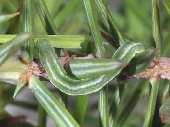  Chenille de Eupithecia oxycedrata Rbr - Philippe Mothiron
