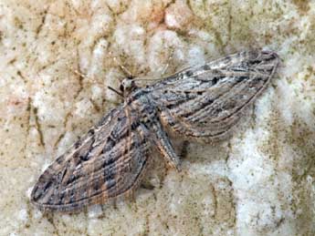 Eupithecia rosmarinata Mill. adulte - Daniel Morel