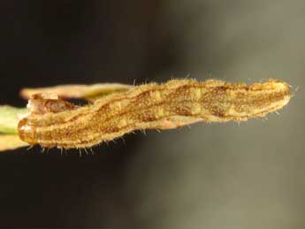  Chenille de Eupithecia undata Frr - Wolfgang Wagner, www.pyrgus.de