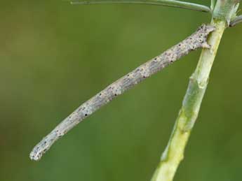  Chenille de Scopula asellaria H.-S. - ©Lionel Taurand