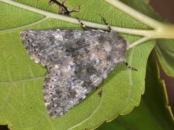 Polymixis dubia Dup. adulte - Philippe Mothiron