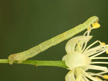  Chenille de Eupithecia egenaria H.-S. - ©Jean-Claude Petit