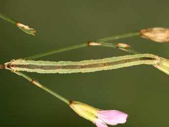  Chenille de Eupithecia gemellata H.-S. - Jean-Claude Petit