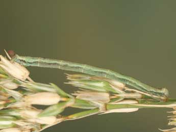  Chenille de Eupithecia graphata Tr. - Jean-Claude Petit