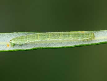  Chenille de Eupithecia pernotata Gn. - Jean-Claude Petit