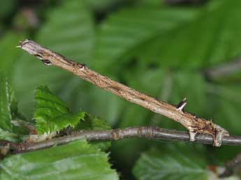  Chenille de Angerona prunaria L. - Philippe Mothiron