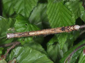  Chenille de Angerona prunaria L. - Philippe Mothiron