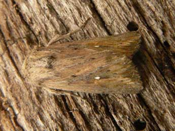Leucania punctosa Tr. adulte - Olivier Pineau