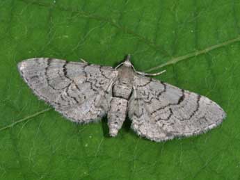 Eupithecia silenicolata Mab. adulte - Philippe Mothiron