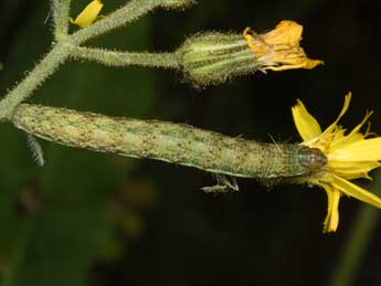  Chenille de Hecatera bicolorata Hfn. - ©Philippe Mothiron
