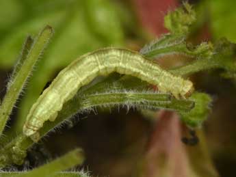  Chenille de Eupithecia inturbata Hb. - Philippe Mothiron