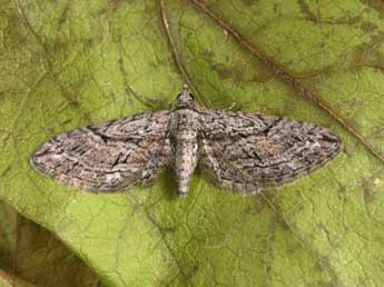 Eupithecia oxycedrata Rbr adulte - Philippe Mothiron