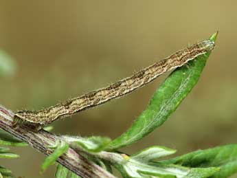  Chenille de Eupithecia succenturiata L. - Lionel Taurand