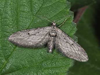 Eupithecia unedonata Mab. adulte - Philippe Mothiron