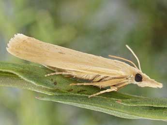 Coenochroa ablutella Z. adulte - Friedmar Graf