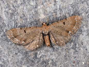 Eupithecia absinthiata Cl. adulte - Philippe Mothiron