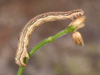  Chenille de Euphyia biangulata Hw. - Philippe Mothiron