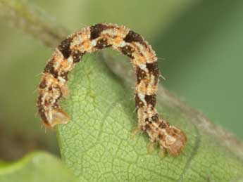  Chenille de Eupithecia dodoneata Gn. - Heiner Ziegler
