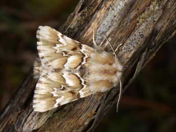 Acronicta geographica F. adulte - Wolfgang Wagner, www.pyrgus.de