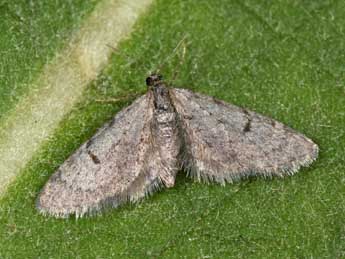 Eupithecia indigata Hb. adulte - Philippe Mothiron