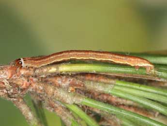  Chenille de Eupithecia indigata Hb. - Heiner Ziegler