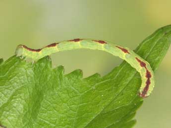 Chenille de Eupithecia insigniata Hb. - Heiner Ziegler