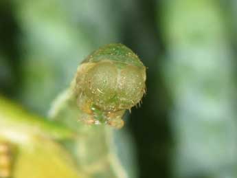  Chenille de Eupithecia intricata Zett. - Philippe Mothiron