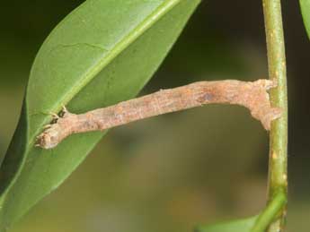  Chenille de Menophra japygiaria Costa - Heiner Ziegler