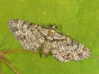 Eupithecia laquaearia H.-S. adulte - Philippe Mothiron