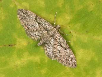 Eupithecia oxycedrata Rbr adulte - Philippe Mothiron
