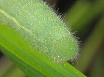  Chenille de Lasiommata paramegaera Hb. - Wolfgang Wagner, www.pyrgus.de