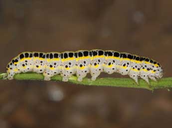  Chenille de Calophasia platyptera Esp. - ©Wolfgang Wagner, www.pyrgus.de