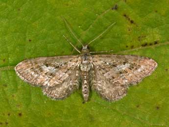 Eupithecia scopariata Rbr adulte - Philippe Mothiron