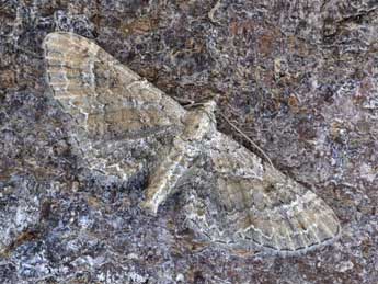 Eupithecia simpliciata Hw. adulte - Dominique Halleux