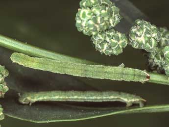  Chenille de Eupithecia sinuosaria Ev. - Kimmo Silvonen