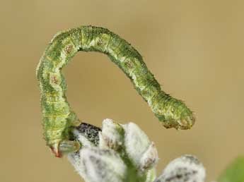  Chenille de Eupithecia unedonata Mab. - Lionel Taurand