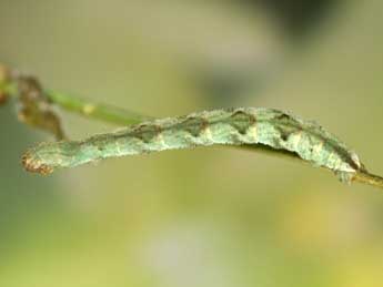  Chenille de Eupithecia vulgata Hw. - Heiner Ziegler