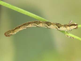  Chenille de Eupithecia vulgata Hw. - Heiner Ziegler