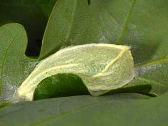  Chrysalide de Bena bicolorana Fuessly - Philippe Mothiron
