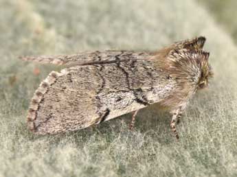 Achlya flavicornis L. adulte - Philippe Mothiron