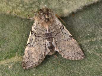 Achlya flavicornis L. adulte - Philippe Mothiron