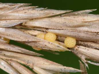  Oeuf de Aporophyla lueneburgensis Frr - ©Philippe Mothiron
