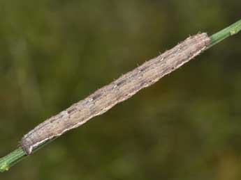  Chenille de Scotopteryx peribolata Hb. - Philippe Mothiron