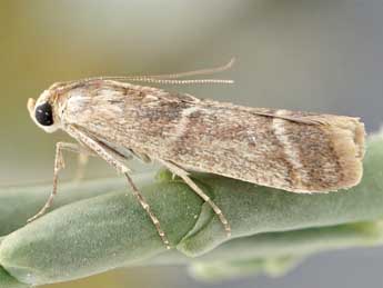 Ancylosis roscidella Ev. adulte - Friedmar Graf